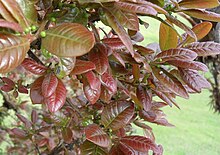 Myrcianthes leucoxyla leaves.JPG