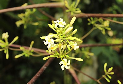 Male flowers