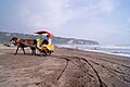 Horse carriage, as the identity of Parangtritis Beach.