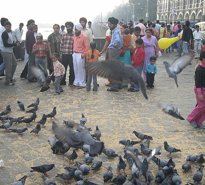 File:Pigeons in Bombay.jpg