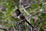 Thumbnail for Spotted towhee