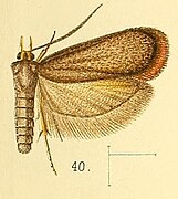 Lecithocera flavipalpis