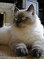 A blue colorpoint Ragdoll