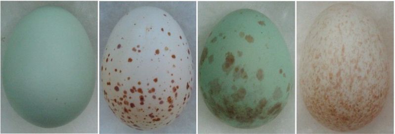 Archivo:Rattling cisticola eggs.jpg