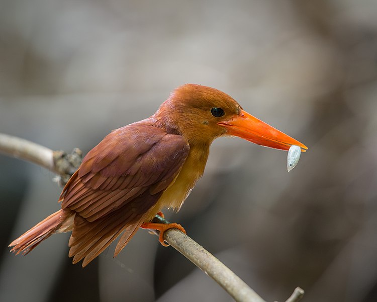 File:Ruddy Kingfisher.jpg