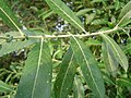 Catkin of Salix alba, White Willow