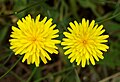 Hieracium muorum (Wall Hawkweed)