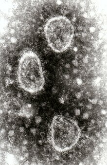 "Torovirus" particles