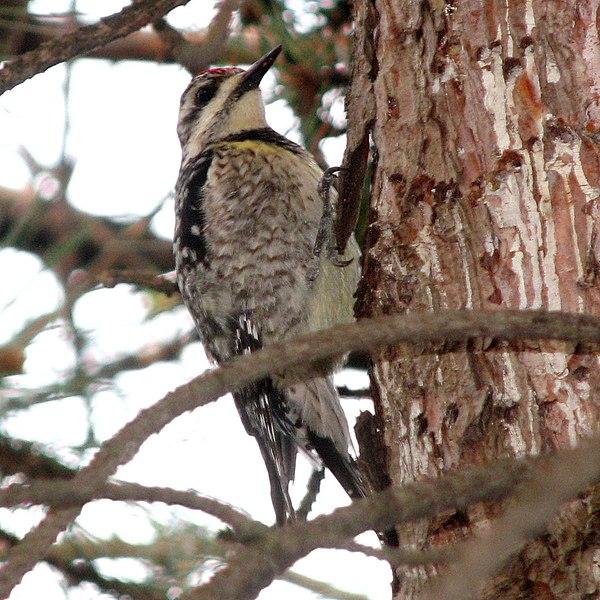 File:Yellow-bellied Sapsucker, female.jpg