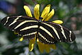 Image 17The zebra longwing butterfly (from Wildlife of Costa Rica)