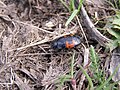 Жук-карапузик, род и вид -- под вопросом (Coleoptera: Histeridae) сфотографировано в Донецке, в апреле.