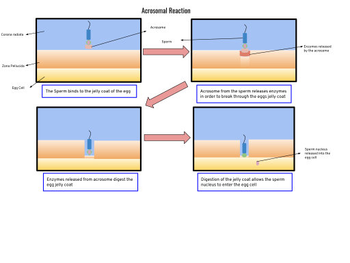 File:Acrosomal Reaction.svg