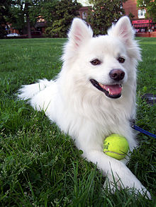 American-Eskimo-dog.jpg