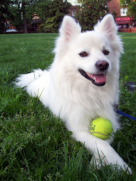 File:American-Eskimo-dog.jpg