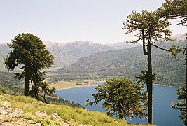 Araucarias en Neuquén.