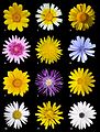 A digital poster illustrating twelve different species of flowers