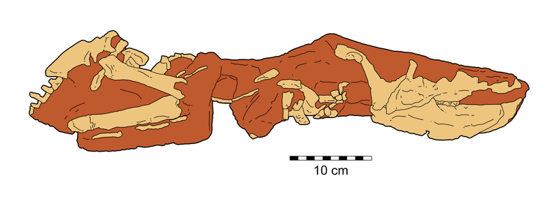 File:Bagaceratops KID 196 specimen.png