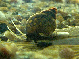 Bithynia tentaculata