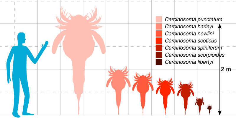 File:Carcinosoma Size 2.svg