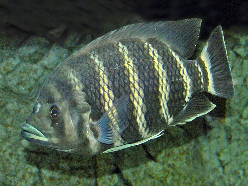 File:Cichlidae - Heterotilapia buttikoferi.JPG