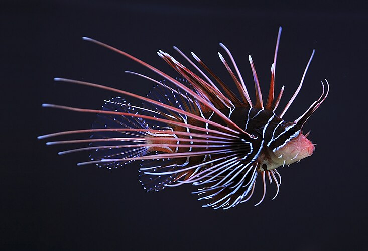 Радиальная крылатка (Pterois radiata) в Аквариуме[англ.] Сиэтла