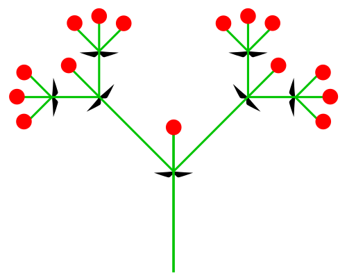 File:Dichasium (inflorescence).svg