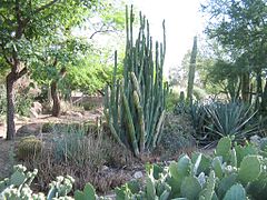 Cactus de San Pedro (Echinopsis pachanoi)