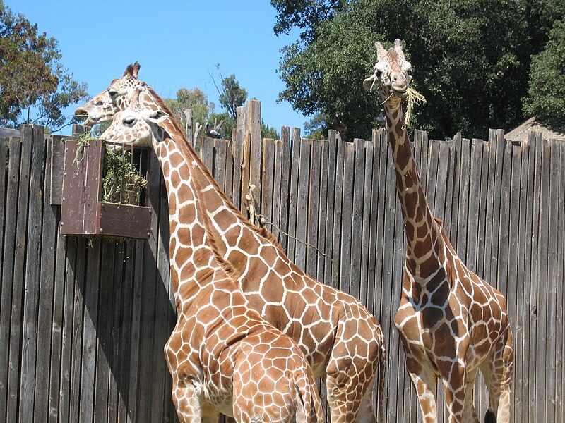 File:Giraffes? Giraffes! (42429570).jpg