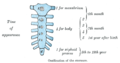 Figure 4 : Ossification of the breastbone.