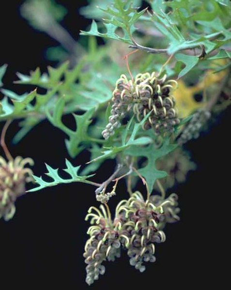 File:Grevillea floripendula leaves.jpg