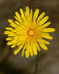 Thumbnail for Hieracium lachenalii