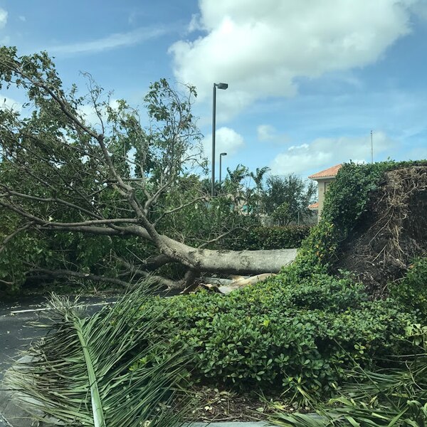 File:Hurricaneirmafallentree.jpg