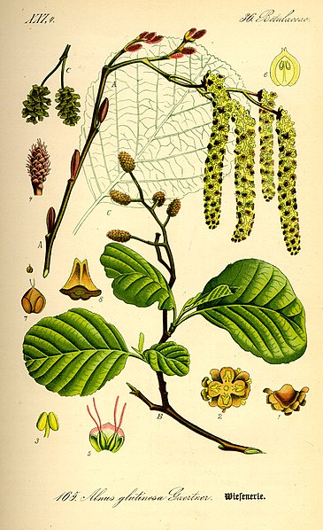 Файл:Illustration Alnus glutinosa0.jpg