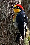 Yellow-fronted woodpecker