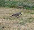 Male Red-shafted Flicker