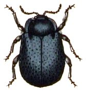 Phaedon armoraciae