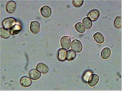 Pluteus cervinus spores