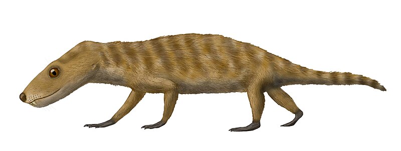 File:Probelesodon.jpg