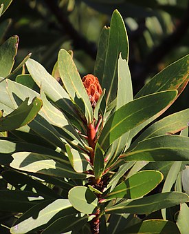 Бутон P. rubropilosa