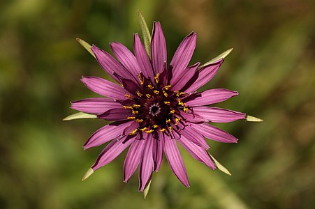 salsify