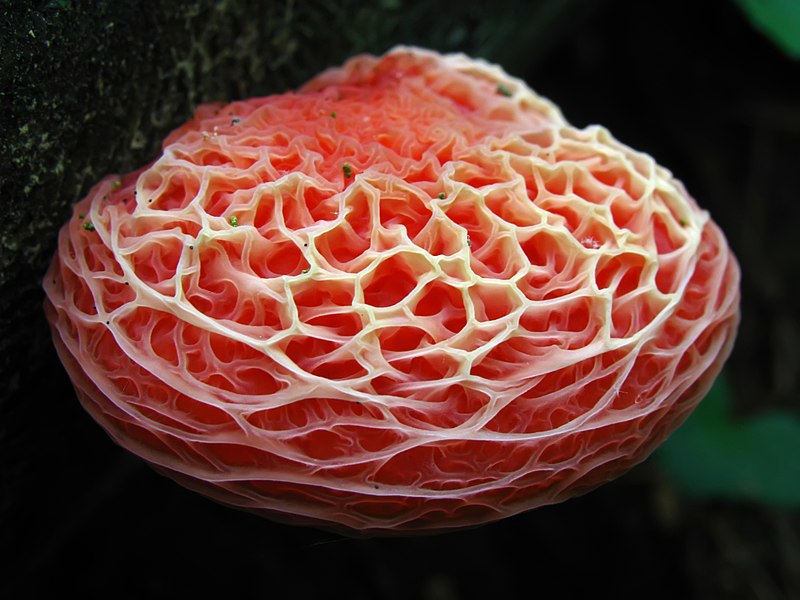 File:Rhodotus palmatus2.jpg