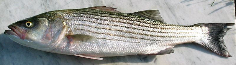 File:StripedBass.JPG