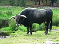 Tudanca Cattle is a primitive Iberian cattle breed.