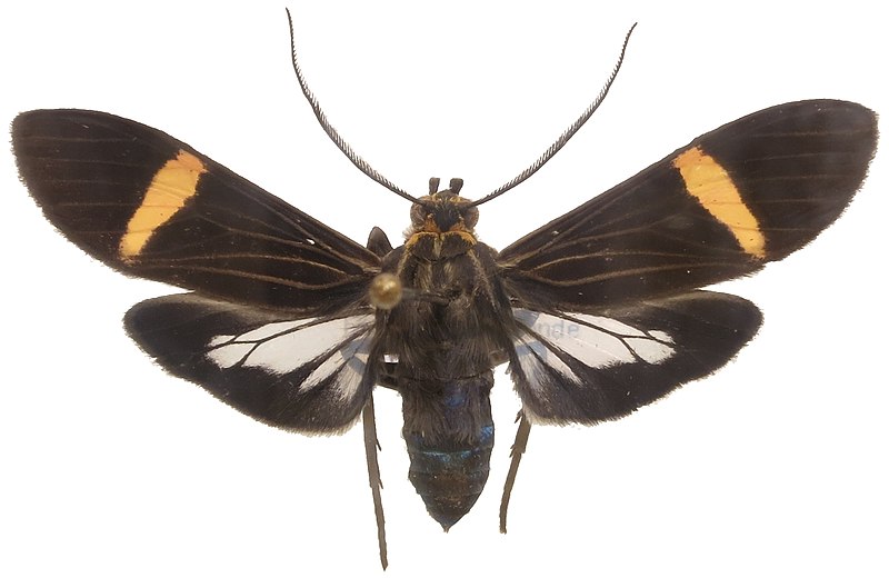 File:Aclytia gynamorpha.jpg