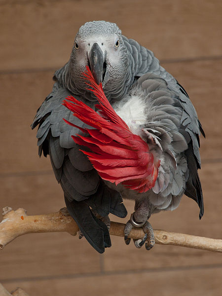 File:African grey parrot.jpg