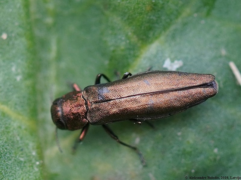 Файл:Agrilus cuprescens 02.JPG