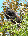 Image 39Mantled howler monkey, male (from Wildlife of Costa Rica)