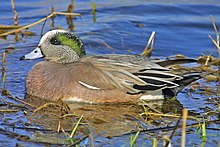 American Wigeon.jpg