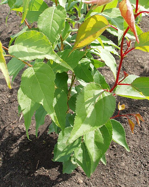 Файл:Armeniaca mandshurica foliage.jpg