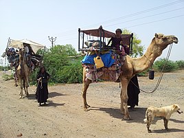 Caravan near Mundra Kutch